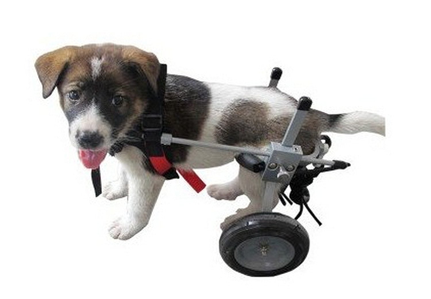 Photo of Benefits of Using Pet Mobility Devices