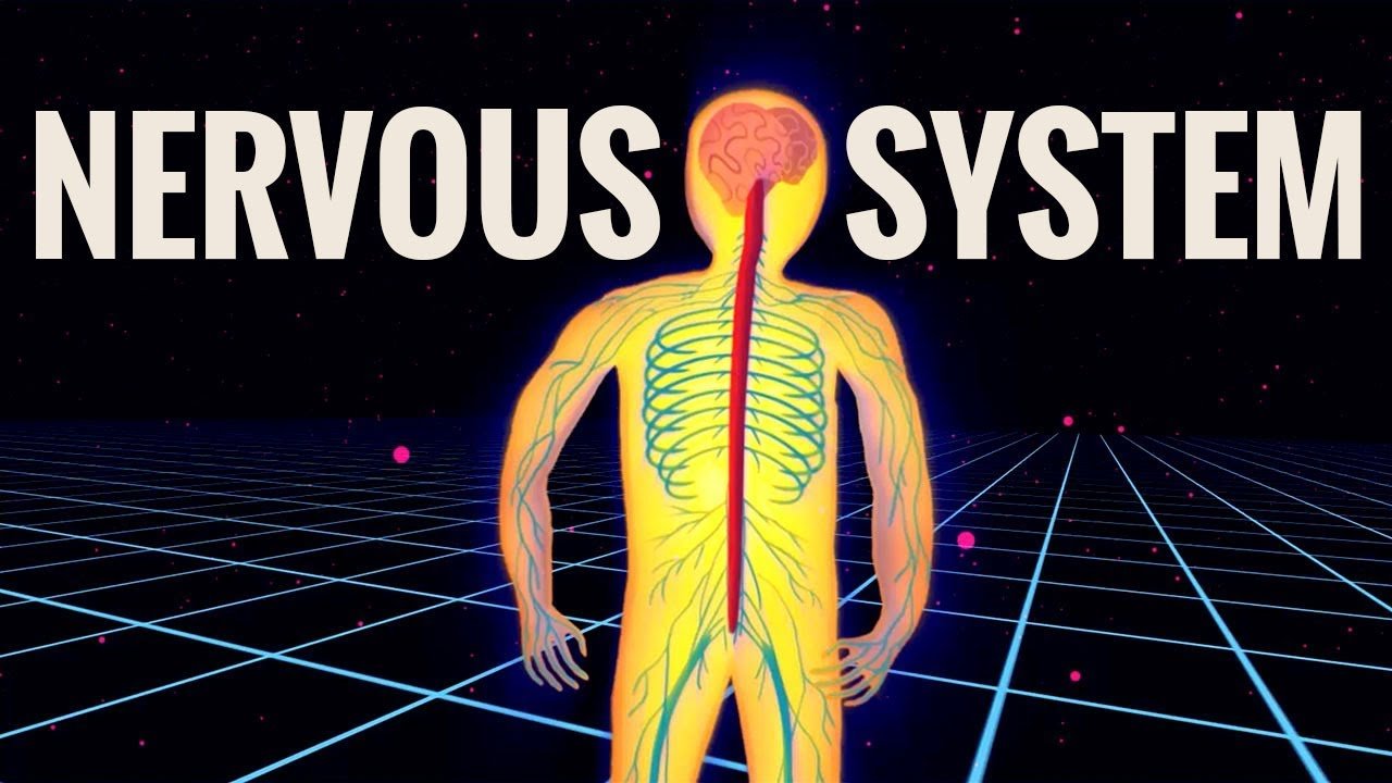 Photo of How to Exercise your Nervous System