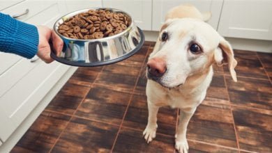 Photo of How to Buy the Best Dog Food