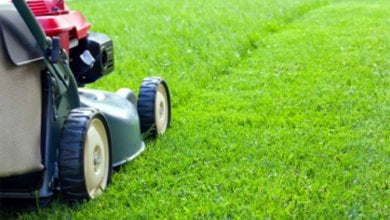 Photo of What are the advantages of Professional Lawn Maintenance Services? 