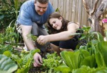 Photo of Are You a Great Gardener and Midwife to Your Life?